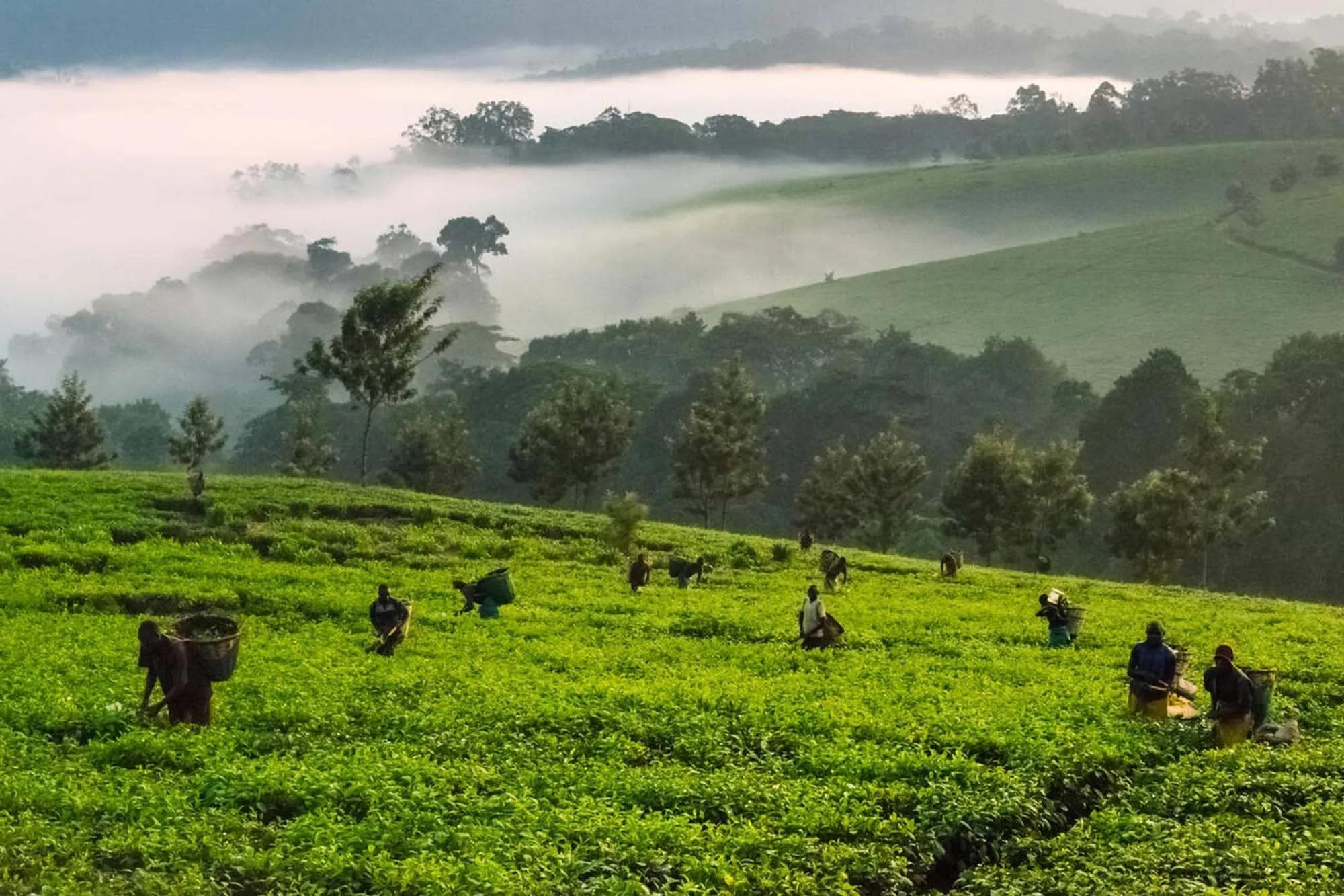 3-Day Kibale Primate & Crater Lakes Expedition