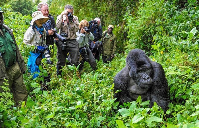 4-Day Bwindi Gorilla Trekking & Lake Bunyonyi Retreat