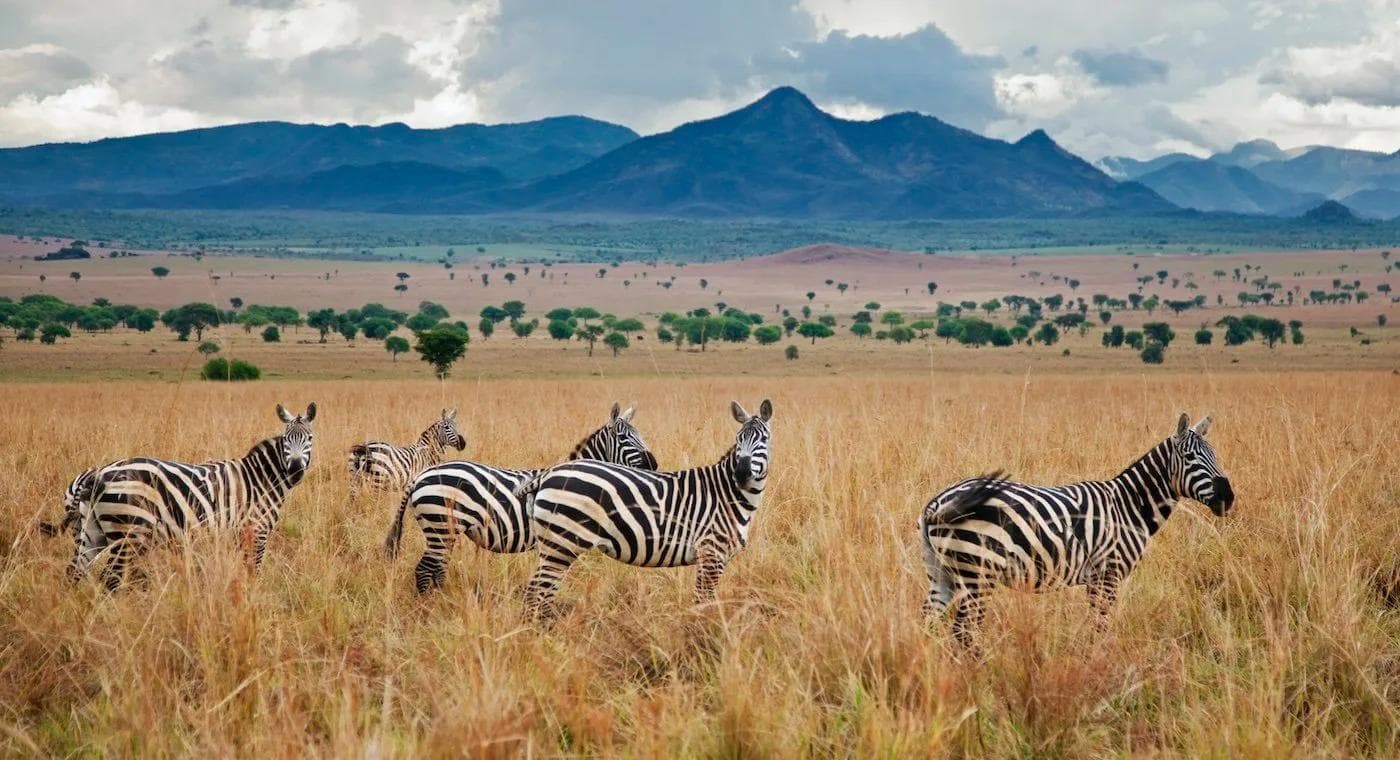 5-Day Kidepo Valley Untamed Wilderness