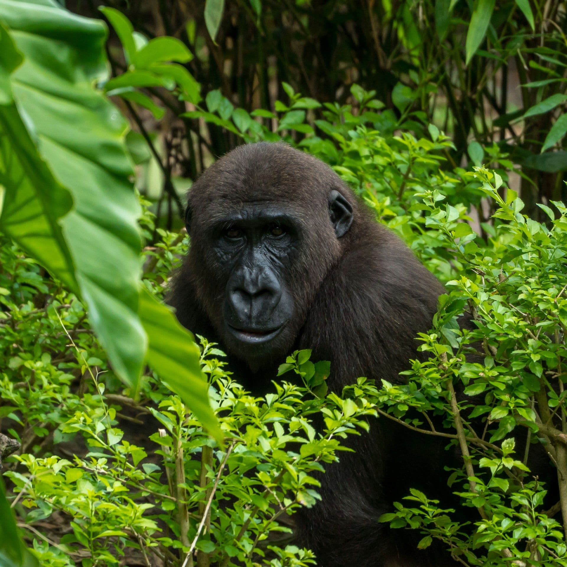 3-Day Ultimate Bwindi Gorilla Trekking Safari